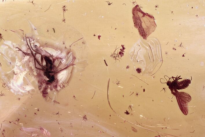 Detailed Fossil Long-Legged Fly, Midge, and Moth Fly In Baltic Amber #346569